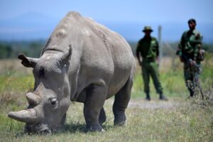 White Rhino