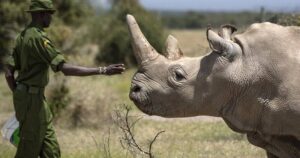 White Rhino