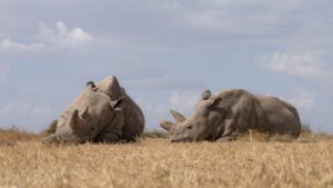 White Rhino