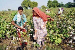 cotton industry in Chhattisgarh