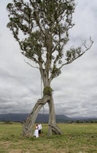 The Walking Tree