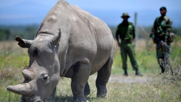 White Rhino