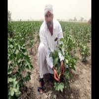 cotton industry in Chhattisgarh