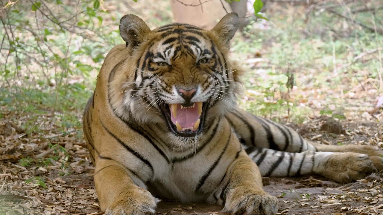 International Tiger Day